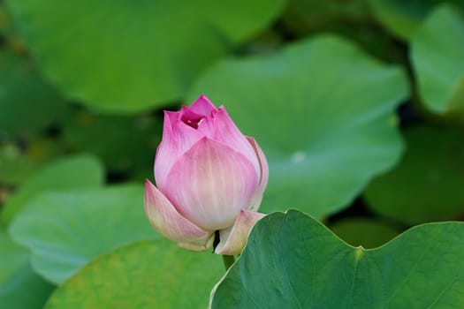 Bud of Lotus Flower