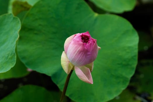 Bud of Lotus Flower