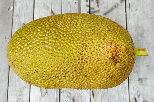 Giant Jackfruit