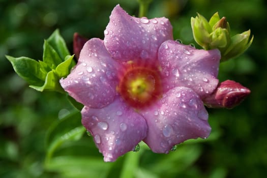 Allamanda Flower