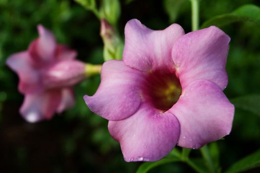 Allamanda Flower