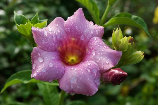Allamanda Flower