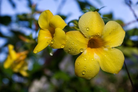 Allamanda Flower