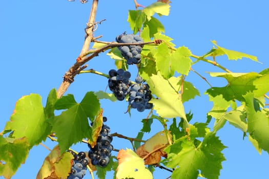 vineyard with red grapes over blue sky