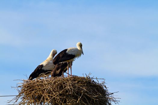 Storks in the nest