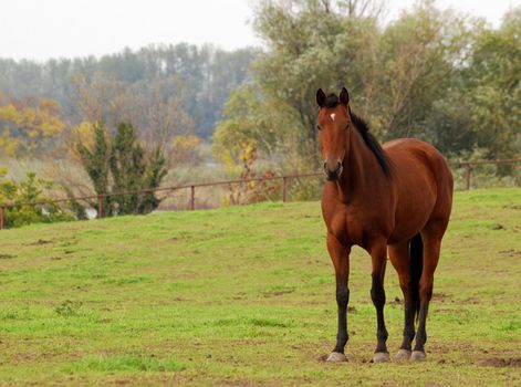 brown horse in pasture