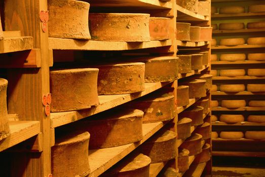 tasted cheese in refining in a traditional cellar