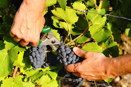 man hands harvesting grapes in french fields