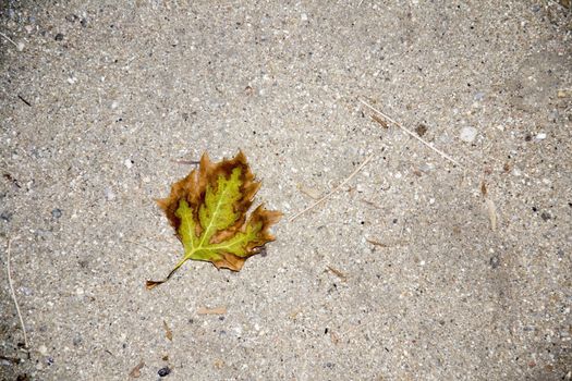 Fallen leaf in Debod's temple park.