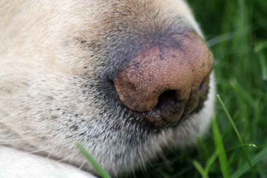 labrador dog close up