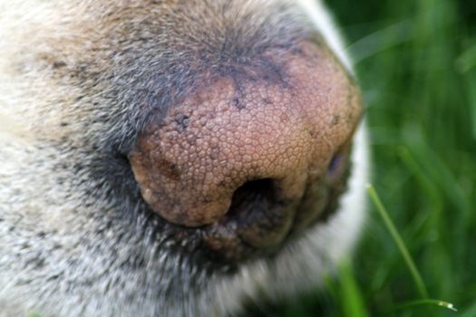 labrador dog close up