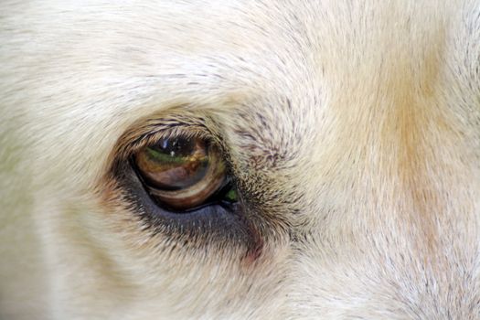 labrador dog close up