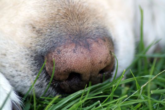 labrador dog close up