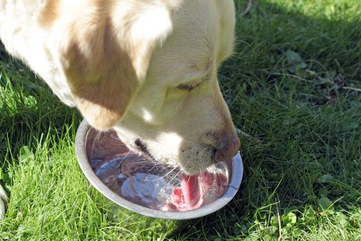 labrador dog drinking water 