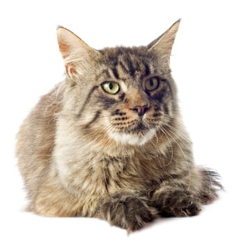 portrait of a purebred  maine coon cat on a white background