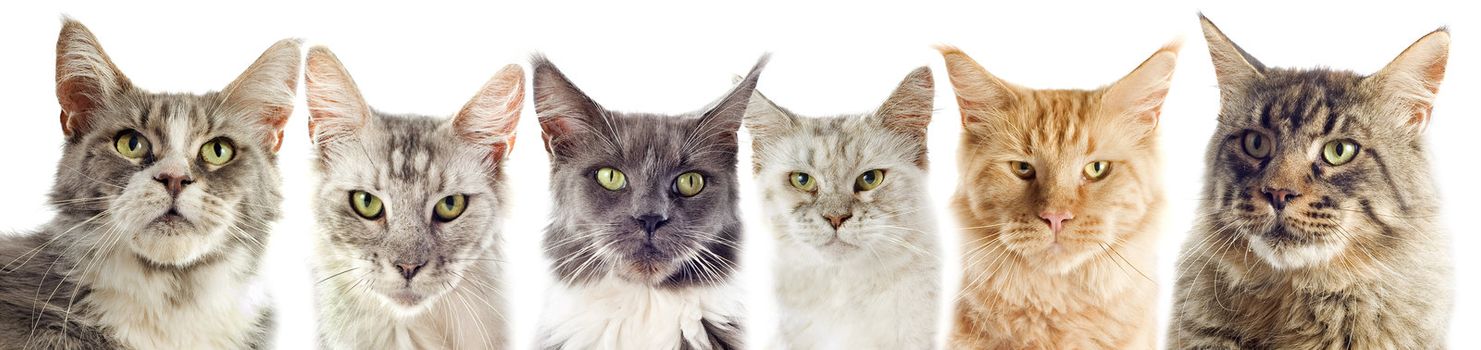 group of maine coon cats on a white background