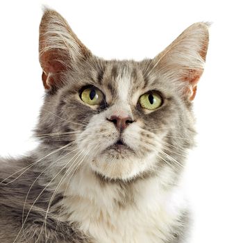 portrait of a purebred  maine coon cat on a white background