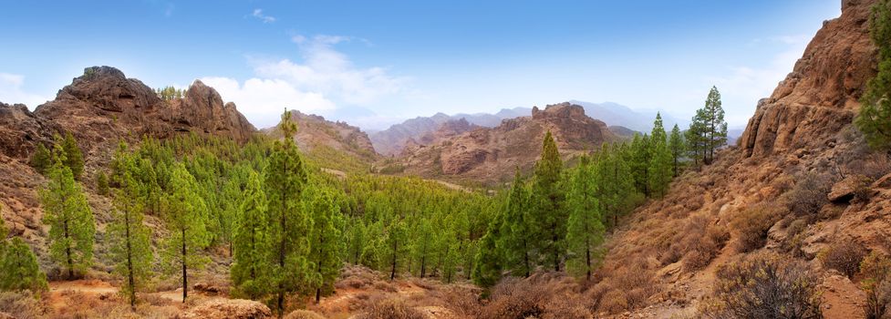 Gran Canaria Tejeda La culata mountains panoramic with pines in canary Islands