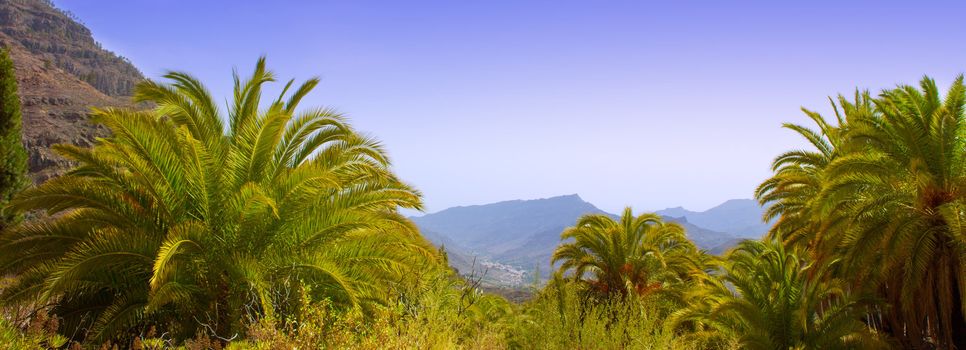 Gran Canaria Canary Palm tree mountains Phoenix canariensis