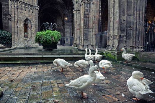 Geese in Cathedral of Saint Eulalia in Barcelona, Spain  