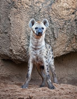 A spotted hyena, warily watching to camera
