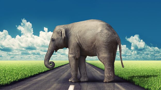 elephant on the road concept (photo and hand-drawing elements combined).