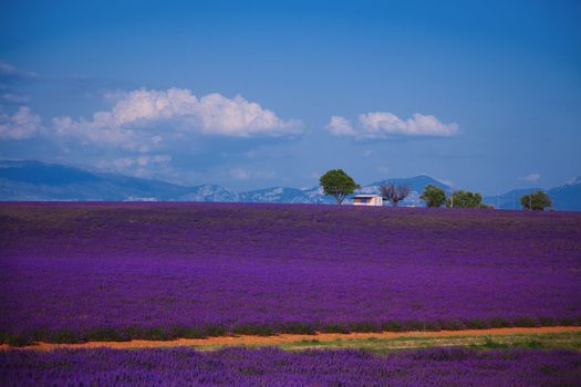  lavender fields of the French Provence near Valensole