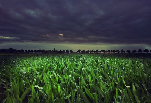 mystical green meadow with night  clouds and thunders 