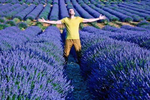  lavender fields of the French Provence near Valensole