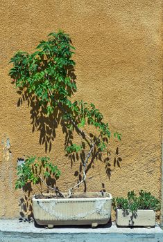 Flower pot with yellow wall outdoor photo