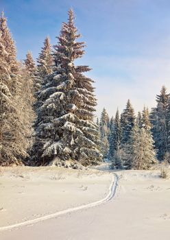 trail in the winter forest photo