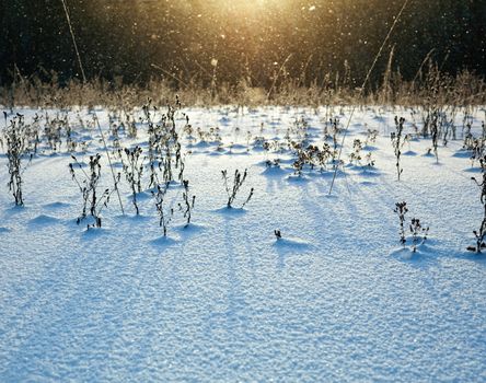 snow-covered field in the sun light photo