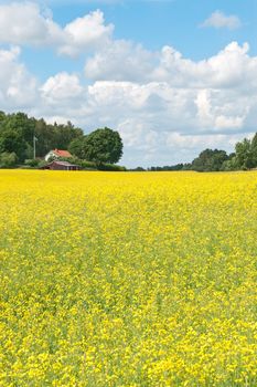 Swedish summer. Rural landscape with blooming yellow meadow.