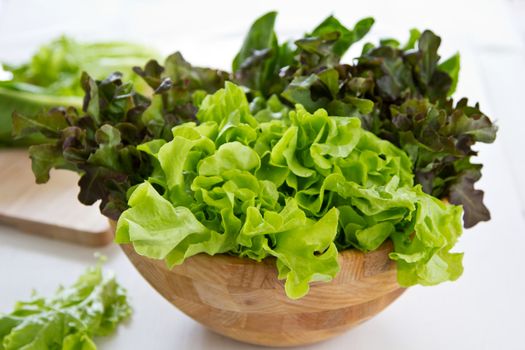 Varieties of Lettuce [red oak,green oak,cos lettuce]