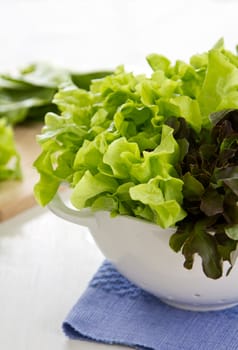 Varieties of Lettuce [red oak,green oak,cos lettuce]