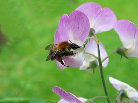 everlasting sweet pea and bee