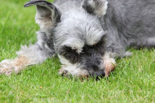 miniature schnauzer