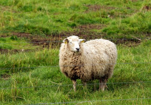 Sheep grazing in the green grass