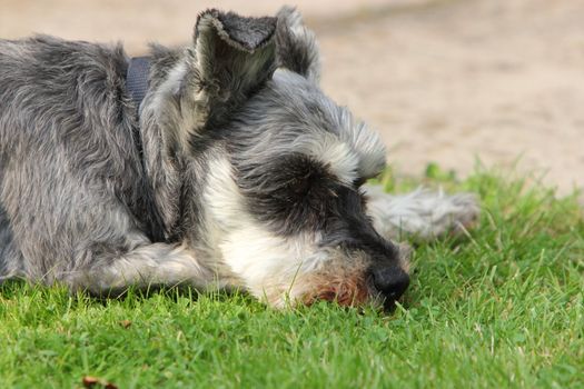 miniature schnauzer