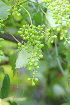 young grapes