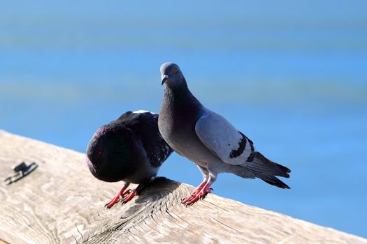 Pigeon sitting on a wood plank with water in the background