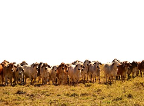 Australian Beef Cattle Herd of brown and grey brahman cows isolated against white background