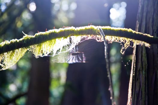 Moss covered branch and spider web