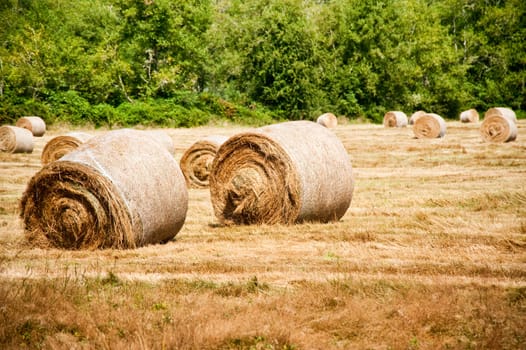 Bales of hay in a field