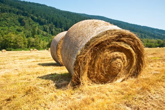 Bales of hay in a field