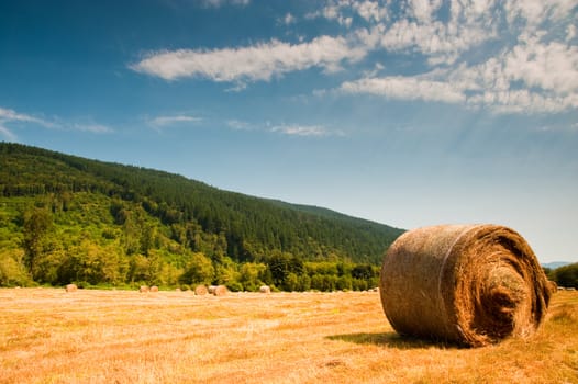 Bales of hay in a field