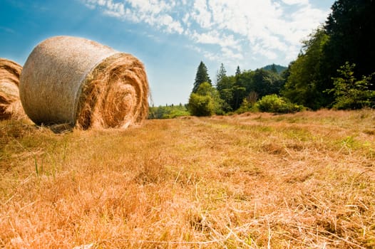 Bales of hay in a field