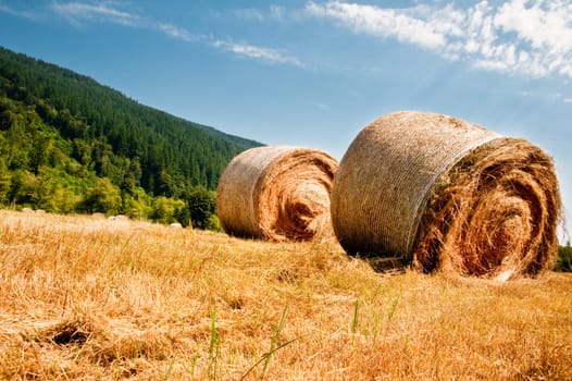 Bales of hay in a field