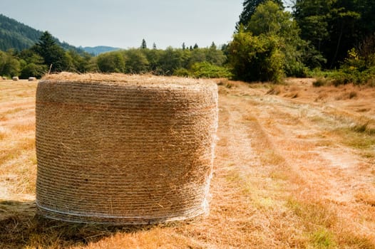 Bales of hay in a field