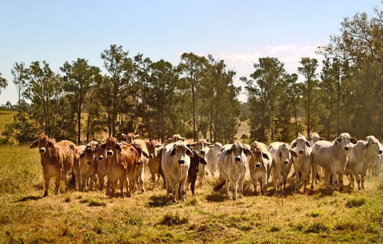 Australian brahman beef cattle line, red cows, grey cow, live animals on ranch 